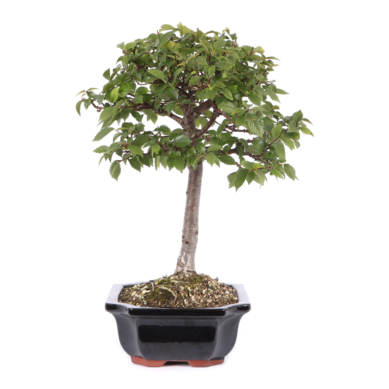 Ulmus pumila