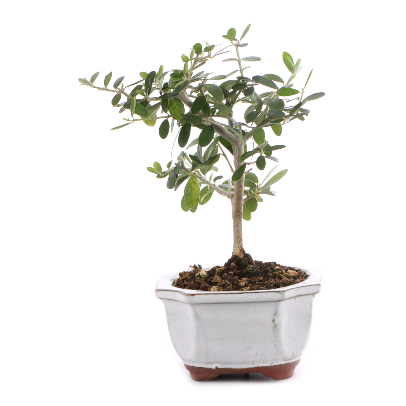 Olea europaea subsp. sylvestris