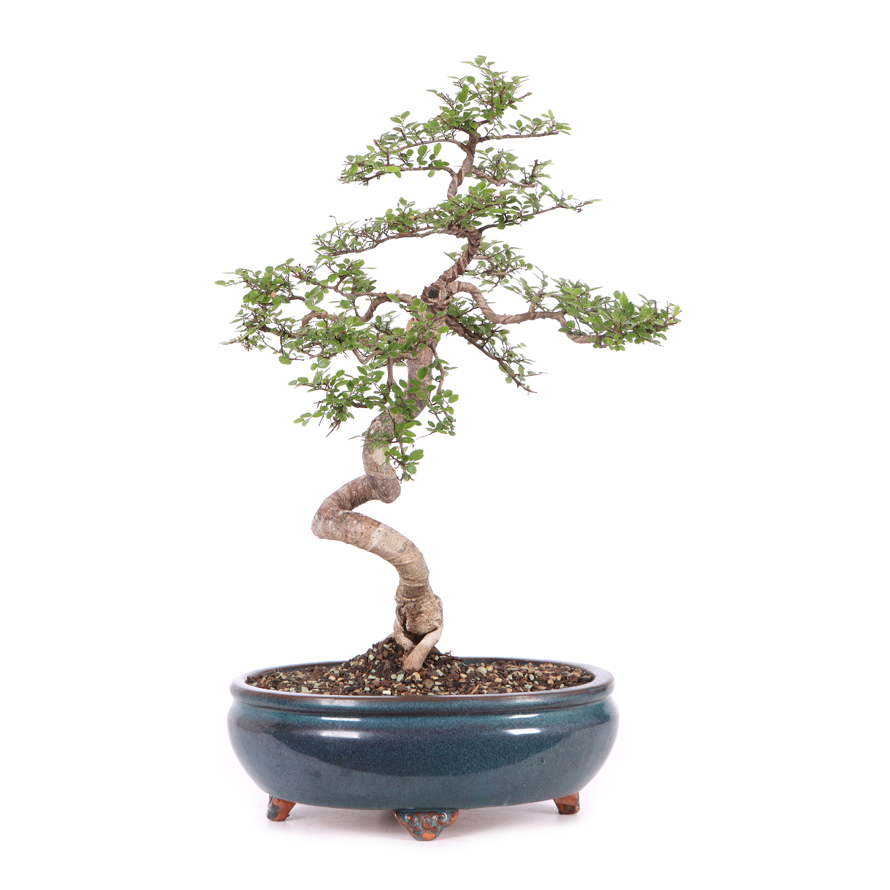 Ulmus parvifolia