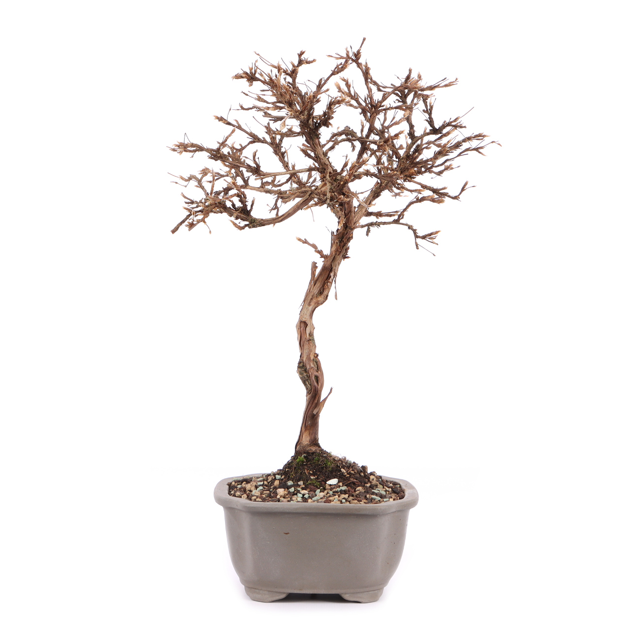 Seitenansicht rechts