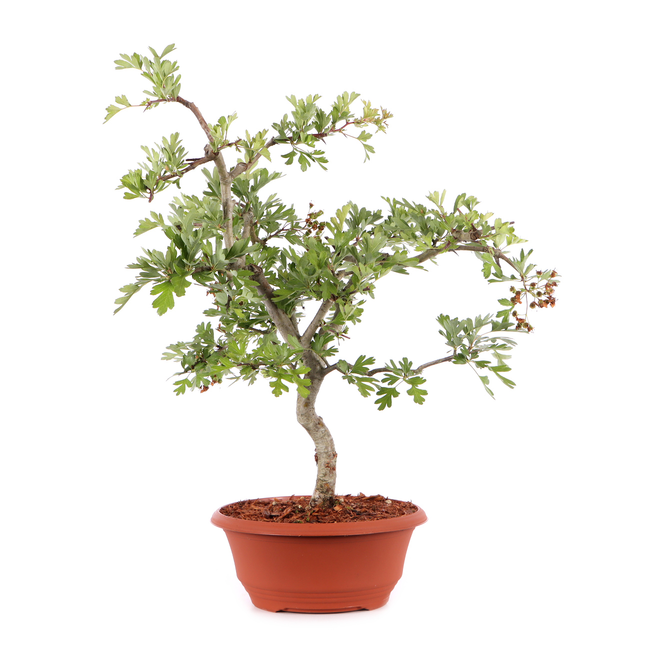 Crataegus monogyna