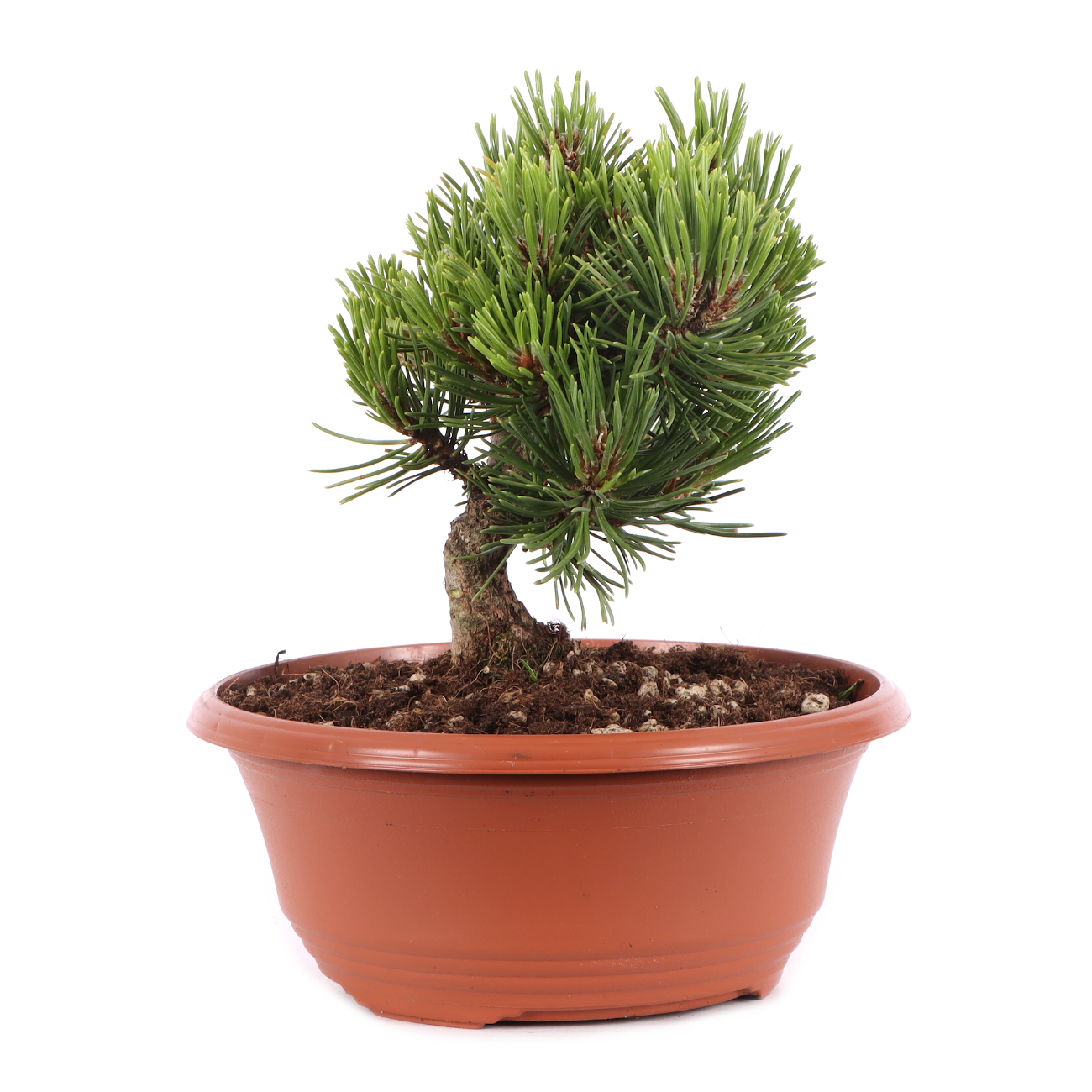 Pinus mugo 'Sherwood Compact'