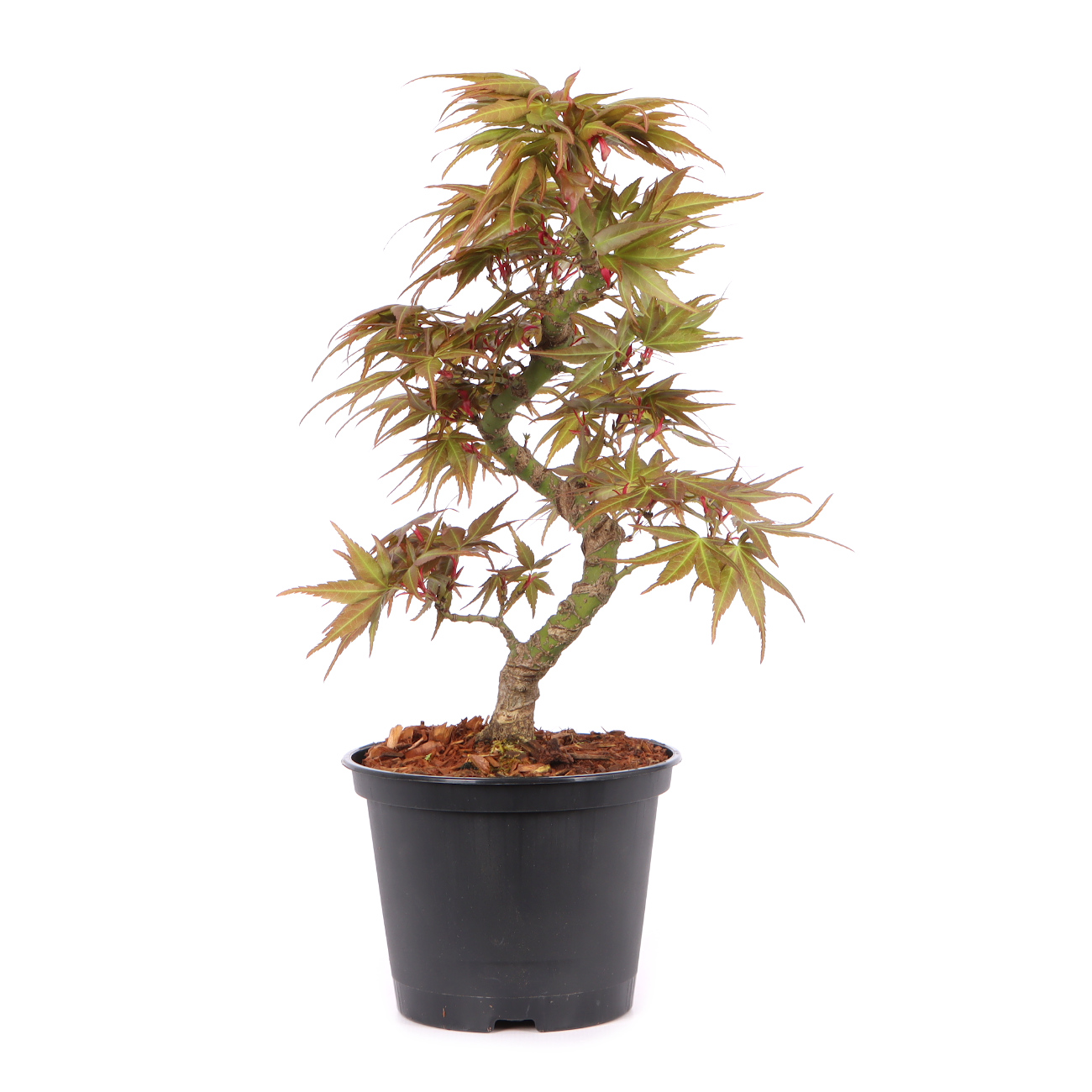 Acer palmatum 'Mikawa Yatsubusa'