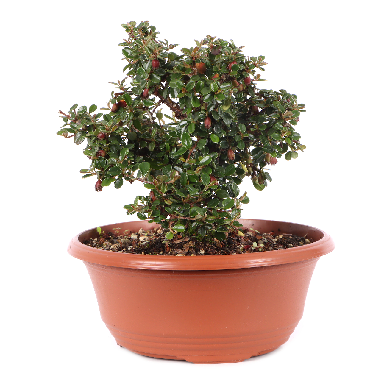 Cotoneaster microphyllus 'Cochleatus'