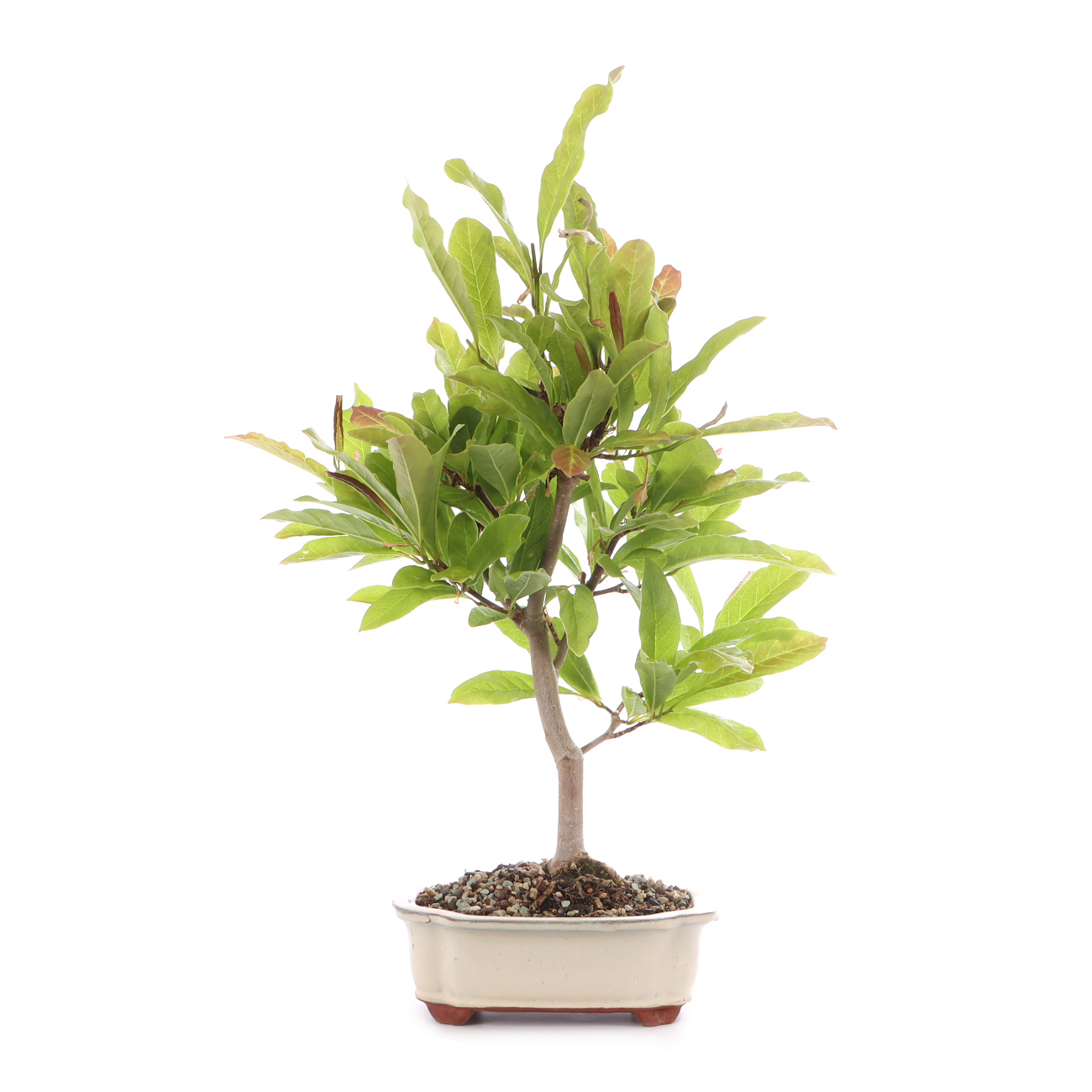 Magnolia stellata 'Royal Star'