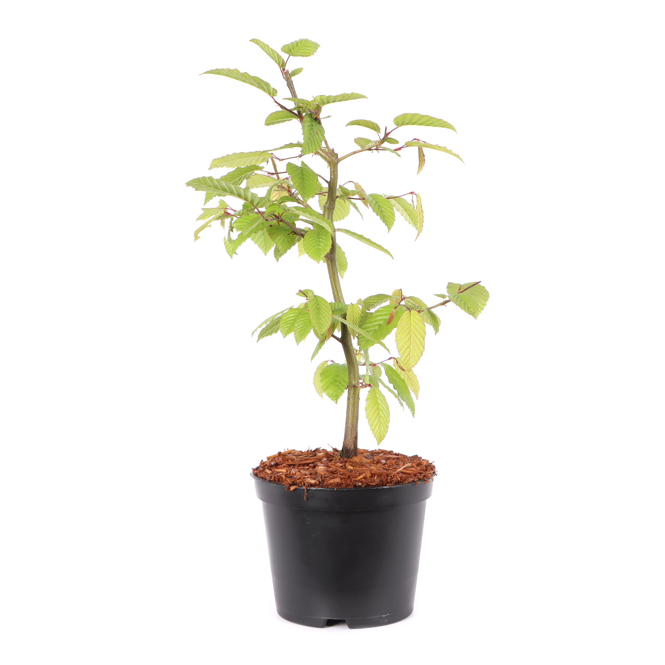 Carpinus betulus