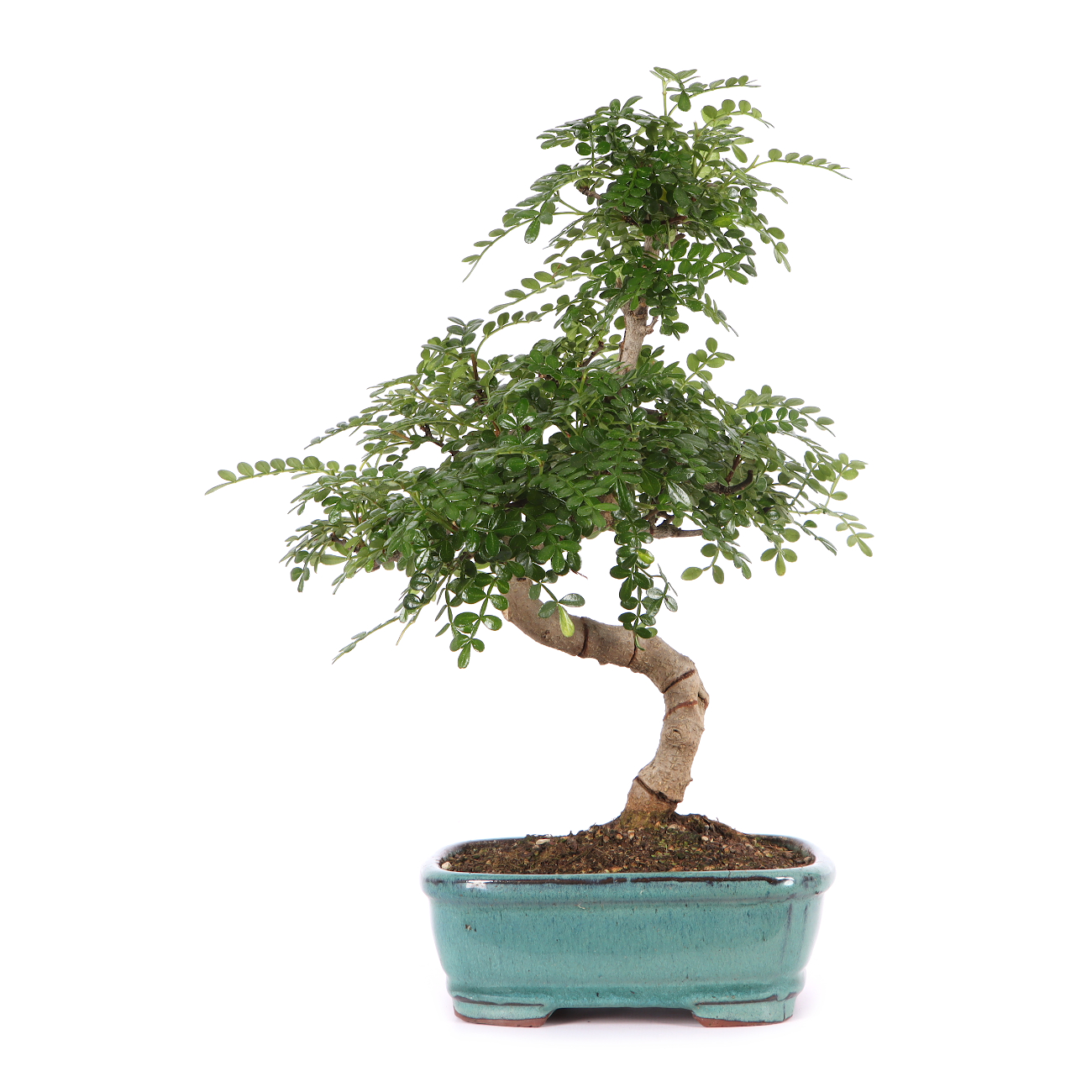 Zanthoxylum spec.