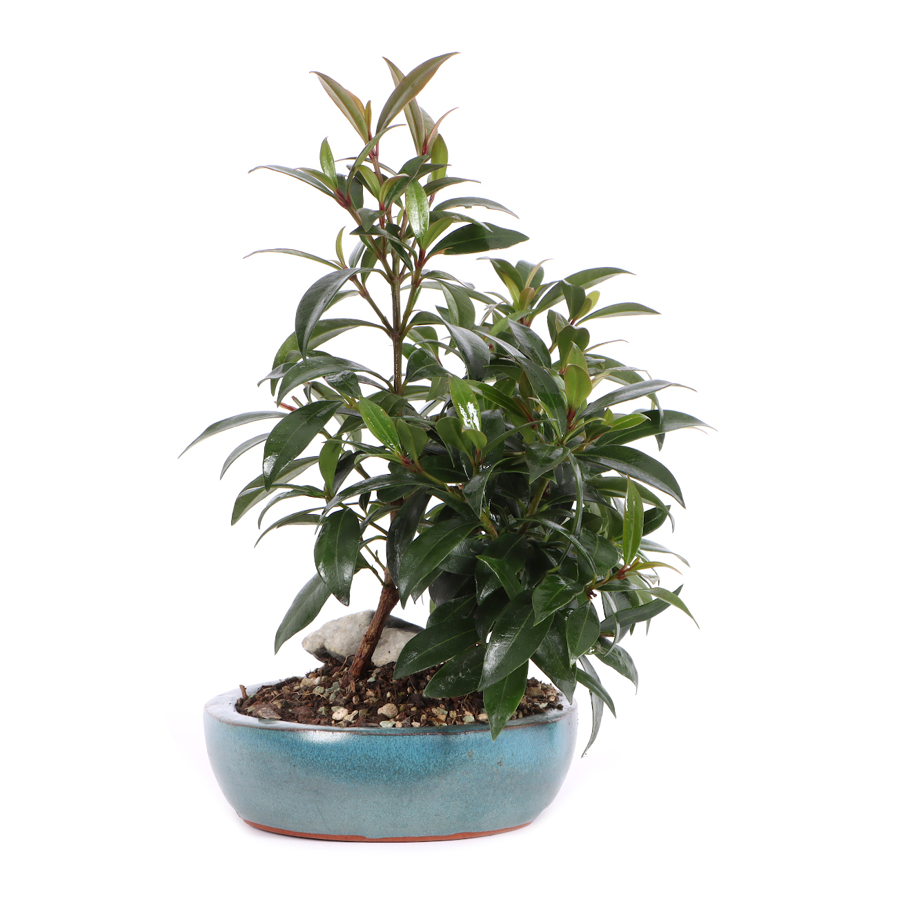 Seitenansicht rechts