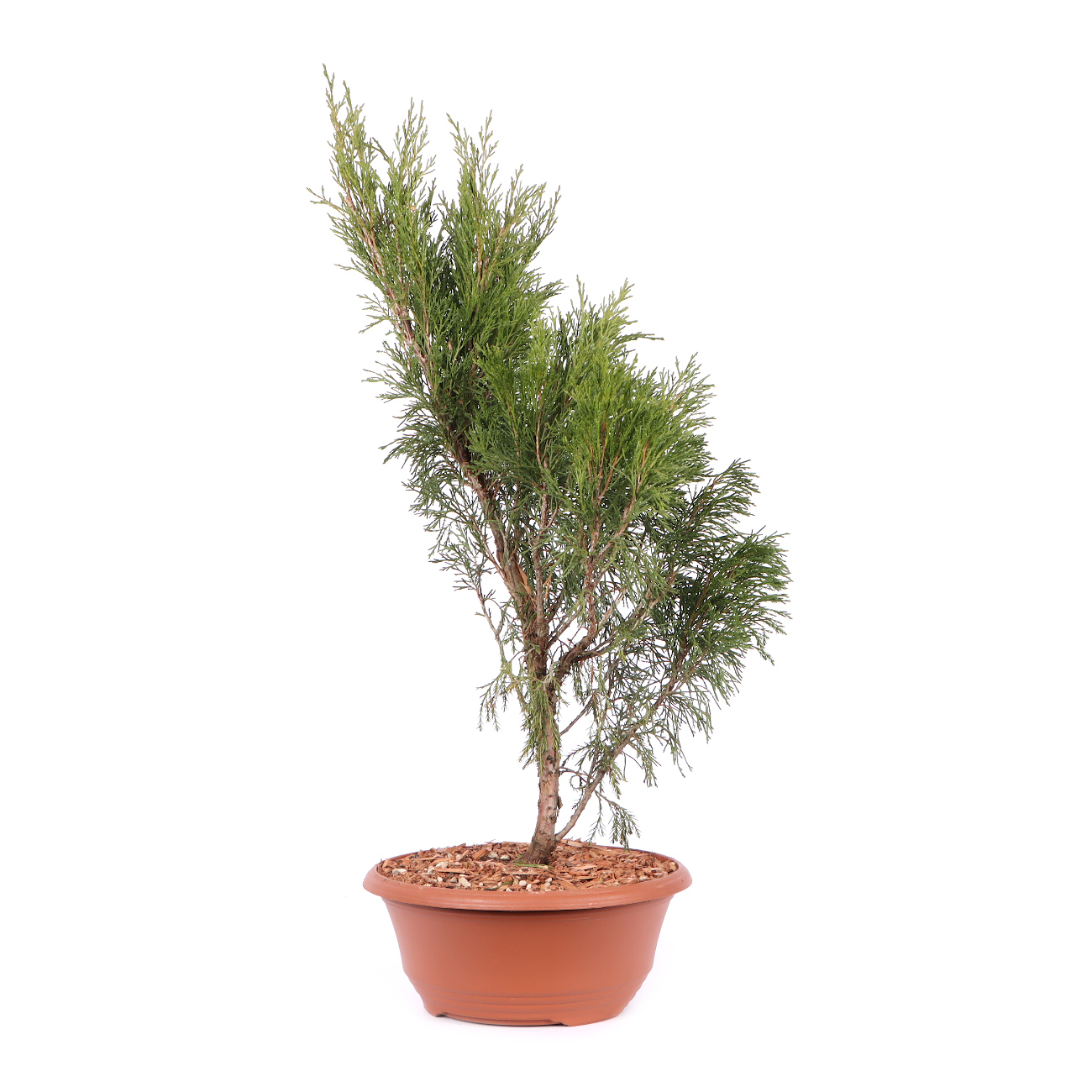 Seitenansicht rechts