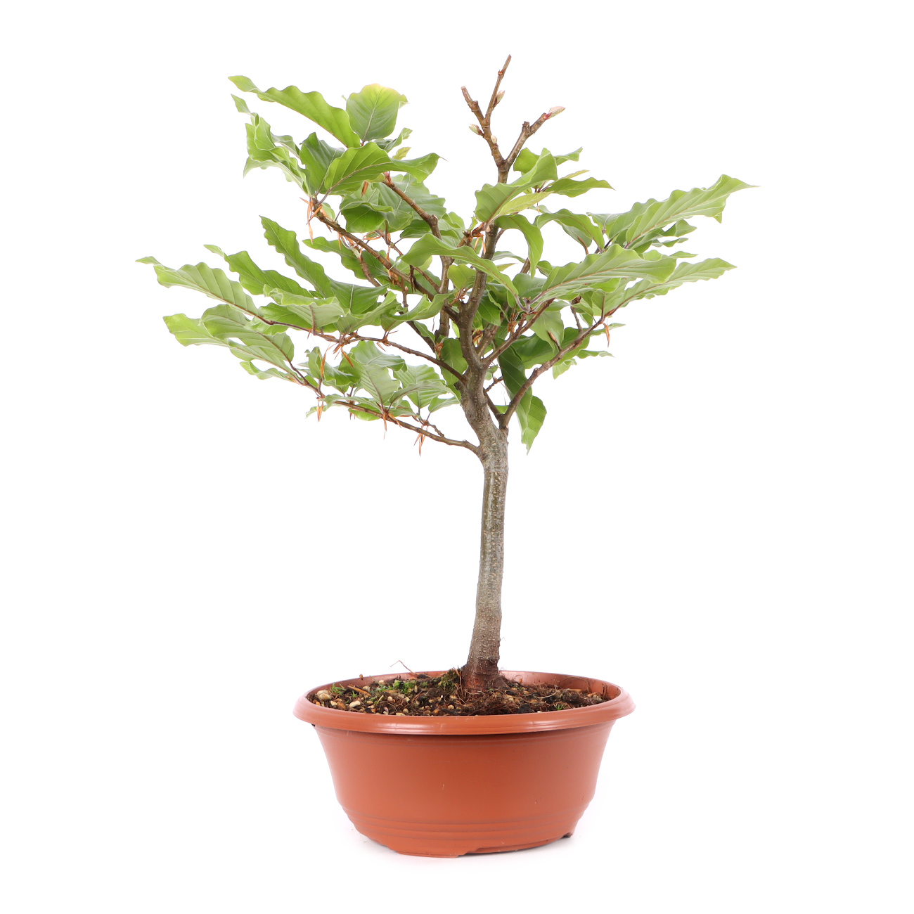 Fagus sylvatica