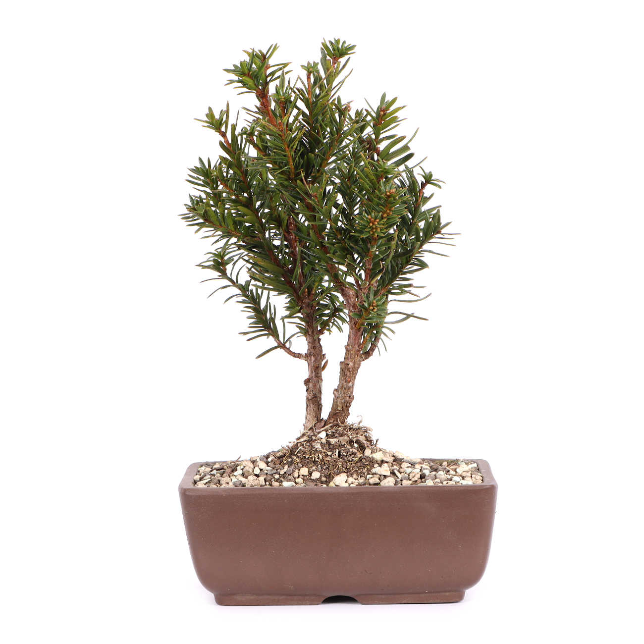 Taxus cuspidata 'Lescow'