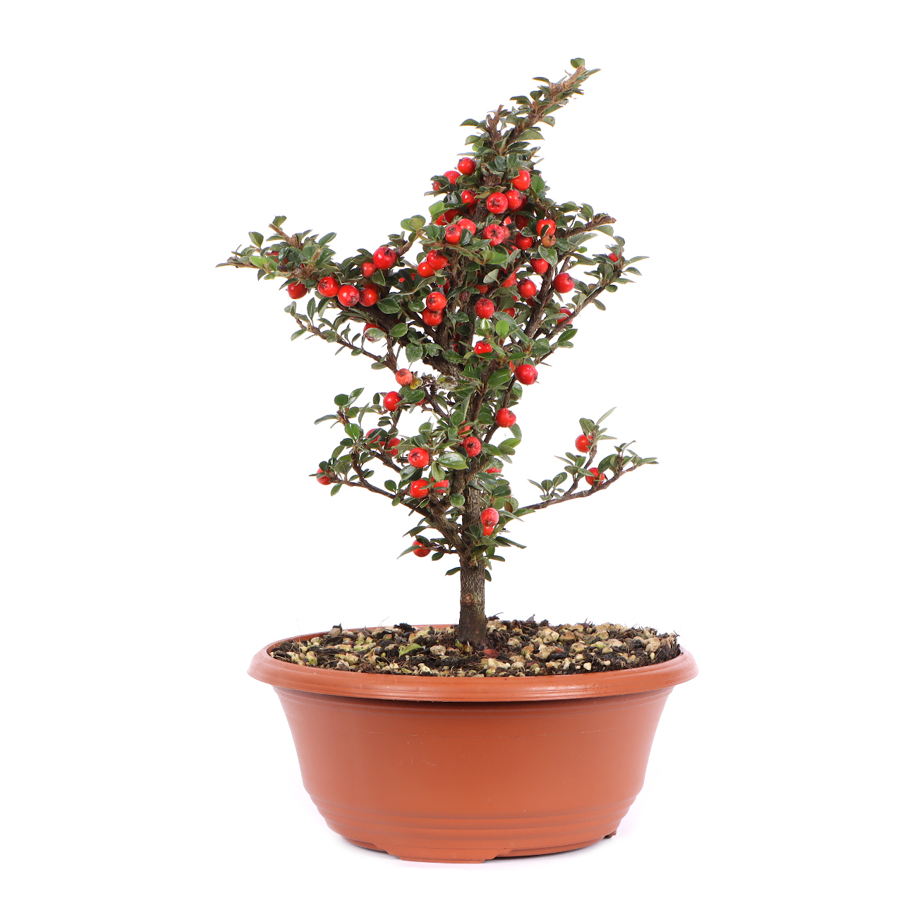 Seitenansicht rechts