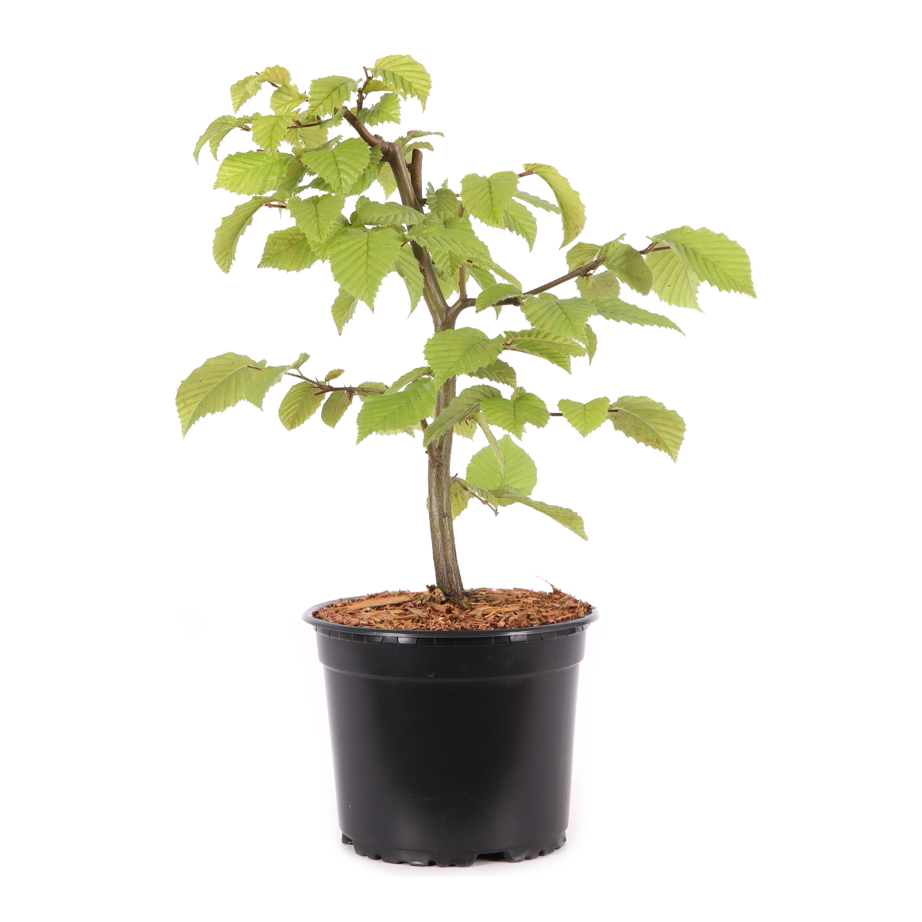 Carpinus betulus