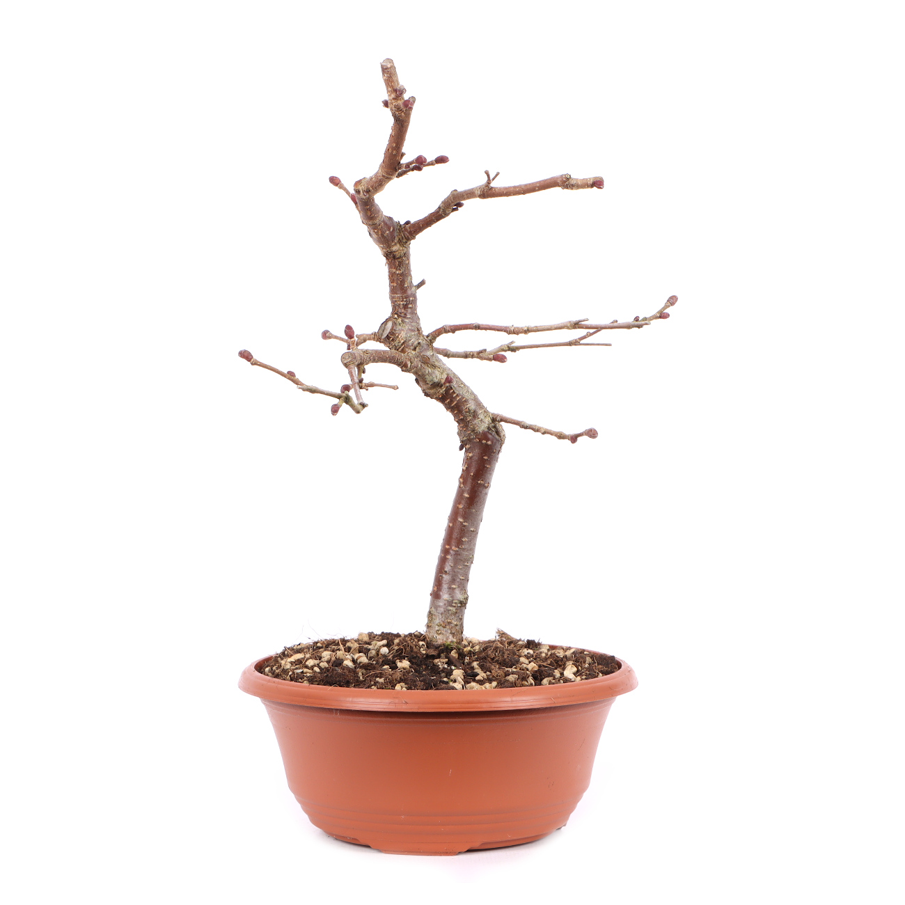 Corylus avellana 'Rotblättrige Zellernuss'