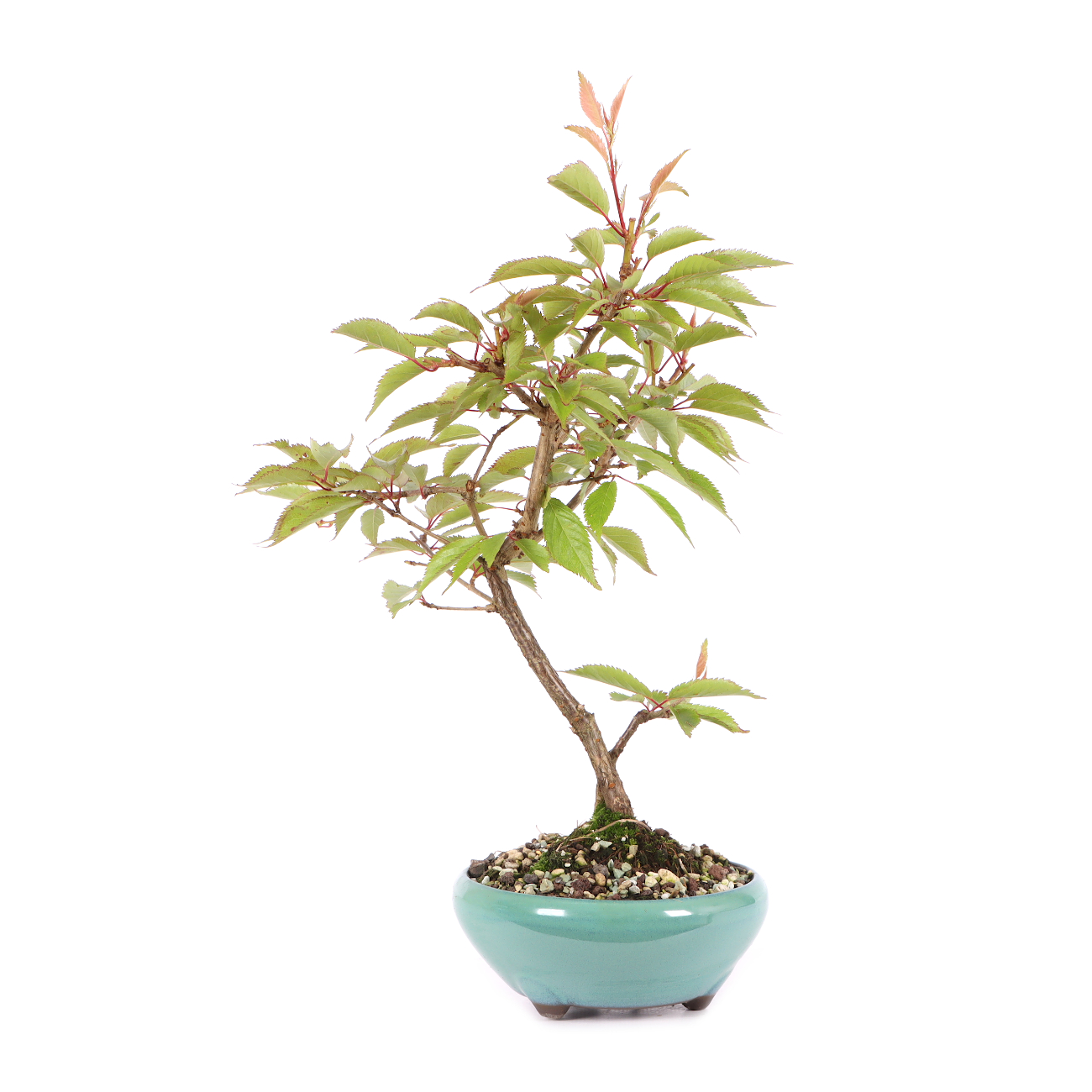 Prunus incisa 'Paean'