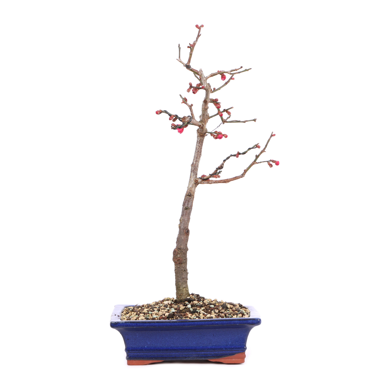 Prunus mume 'Beni-chi-dori'