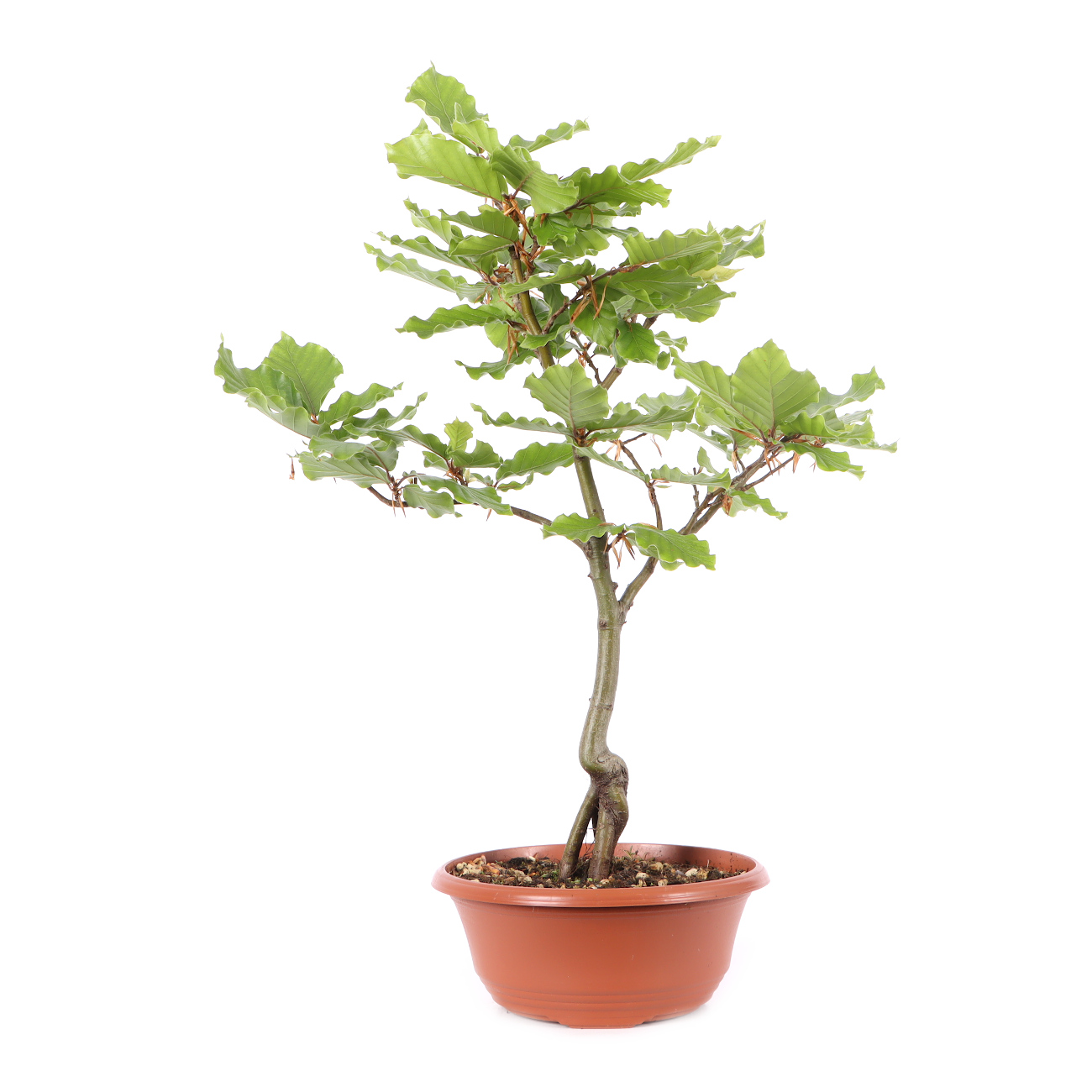 Fagus sylvatica