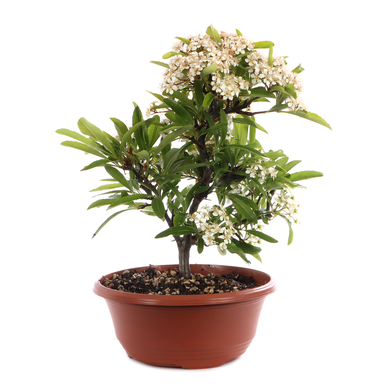 Pyracantha angustifolia
