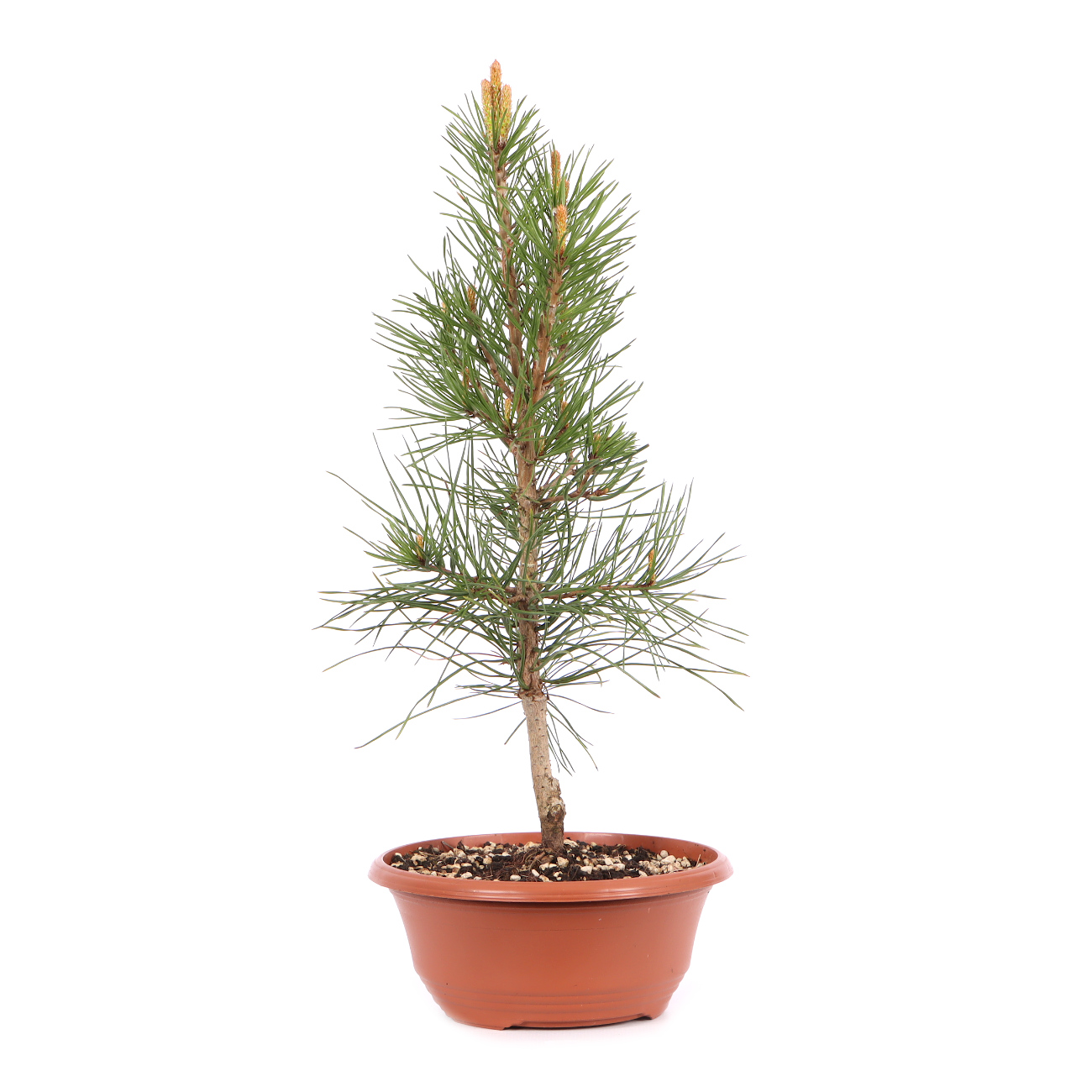 Pinus sylvestris