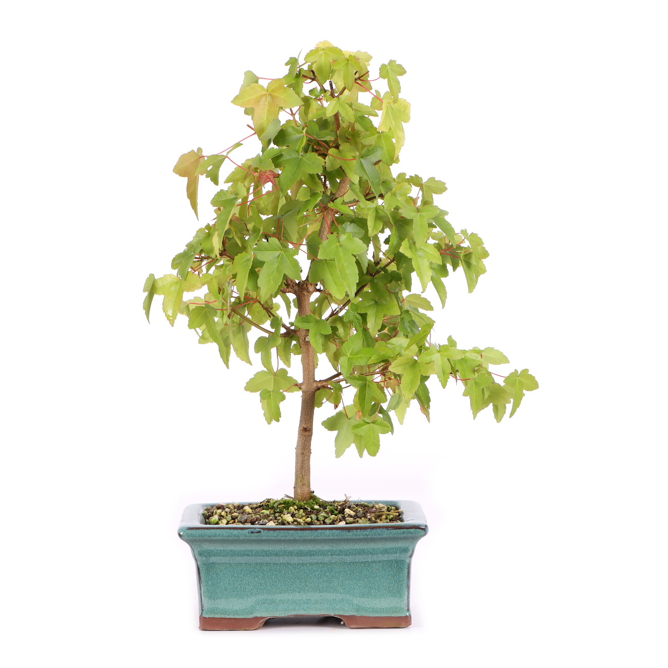 Acer buergerianum