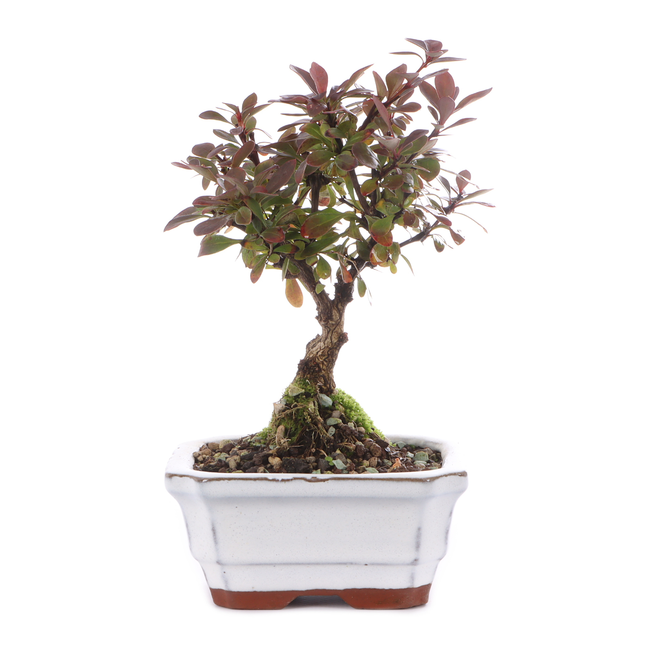 Berberis thunbergii 'Atropurpurea Nana'