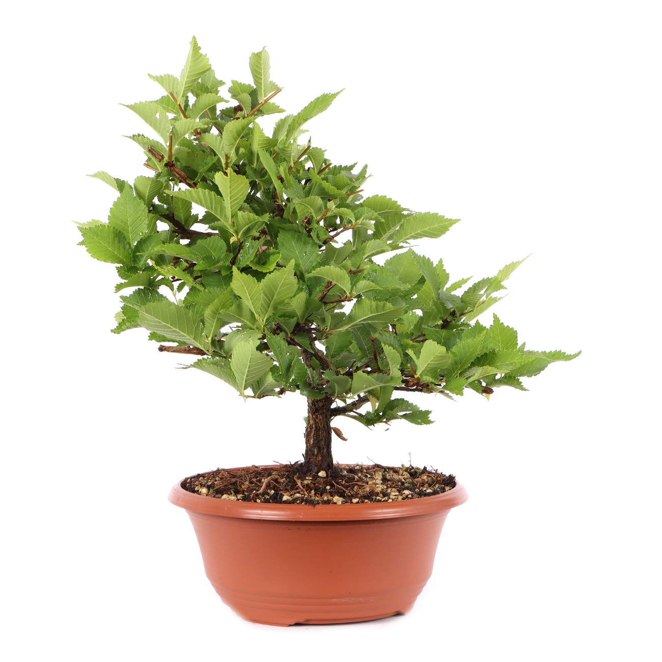Ulmus minor var.