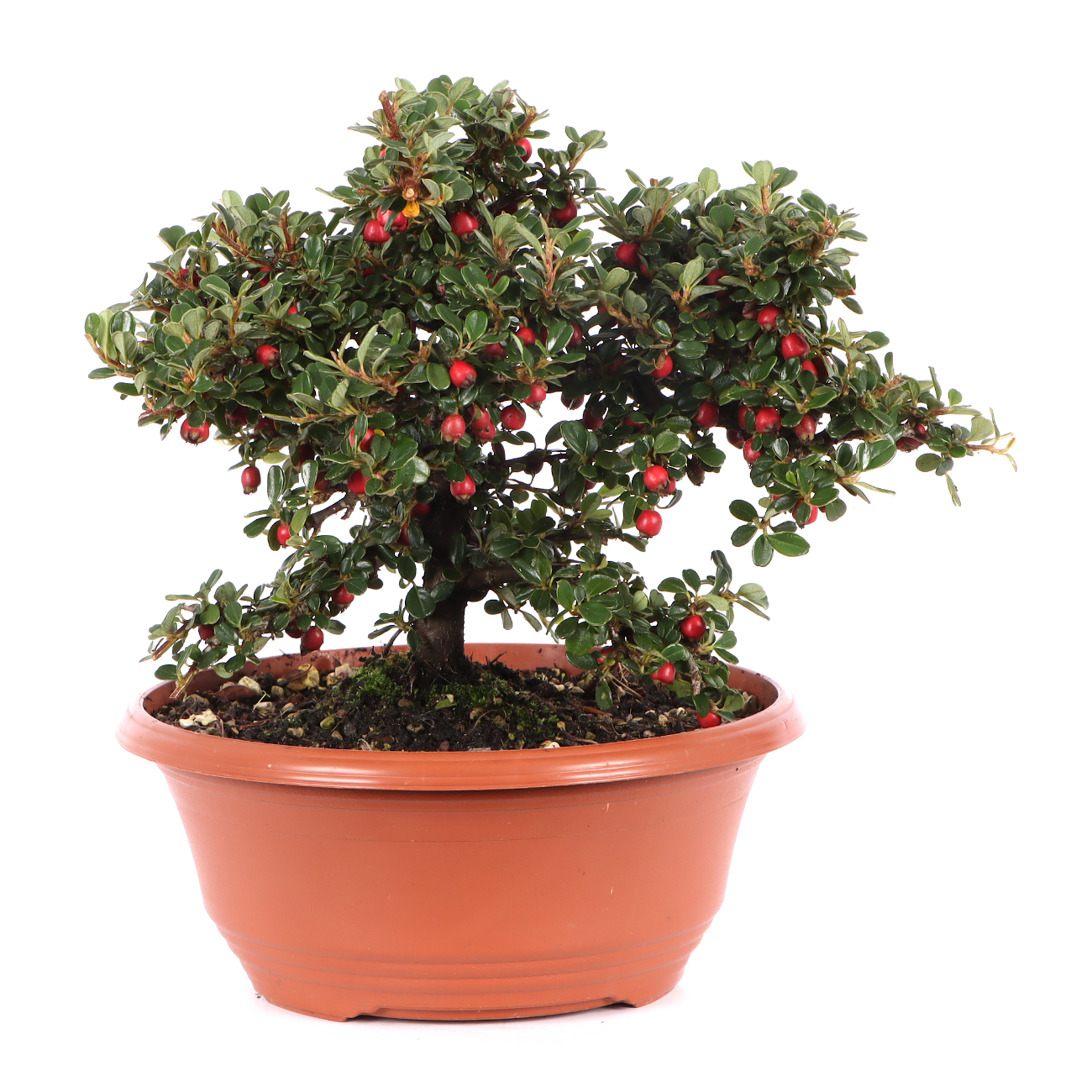 Cotoneaster microphyllus 'Cochleatus'