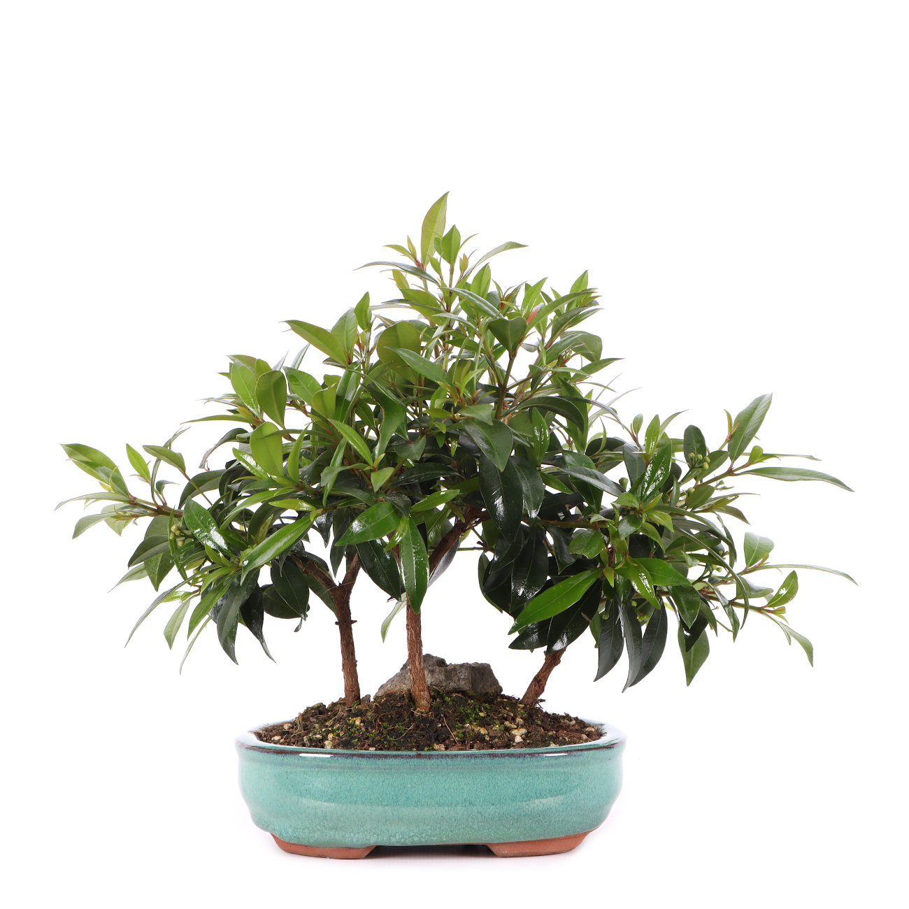Syzygium paniculatum
