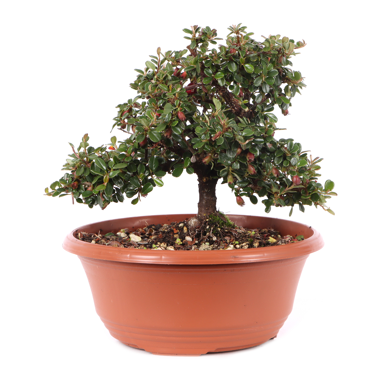 Cotoneaster microphyllus 'Cochleatus'