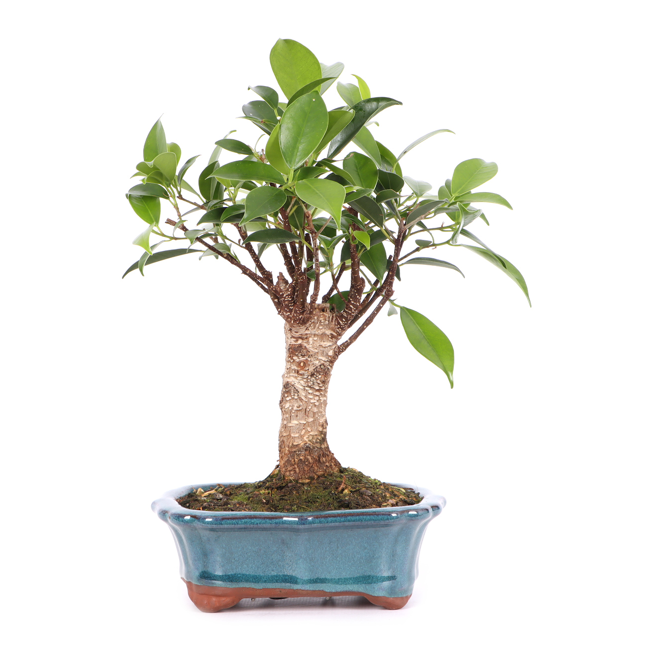 Ficus microcarpa 'Tiger Bark'