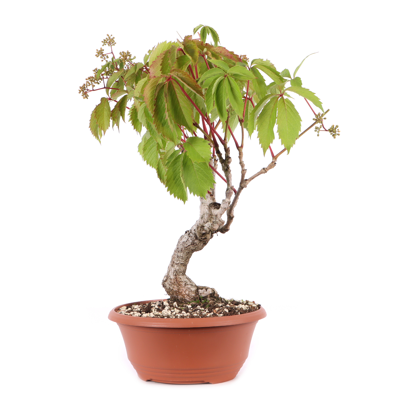 Parthenocissus quinquefolia