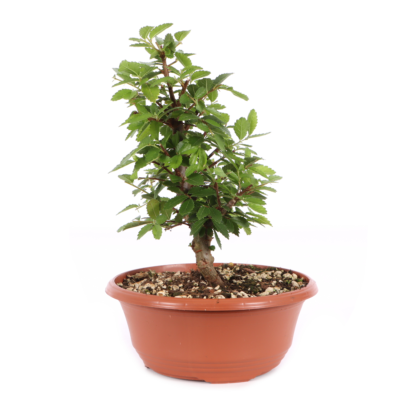 Ulmus japonica