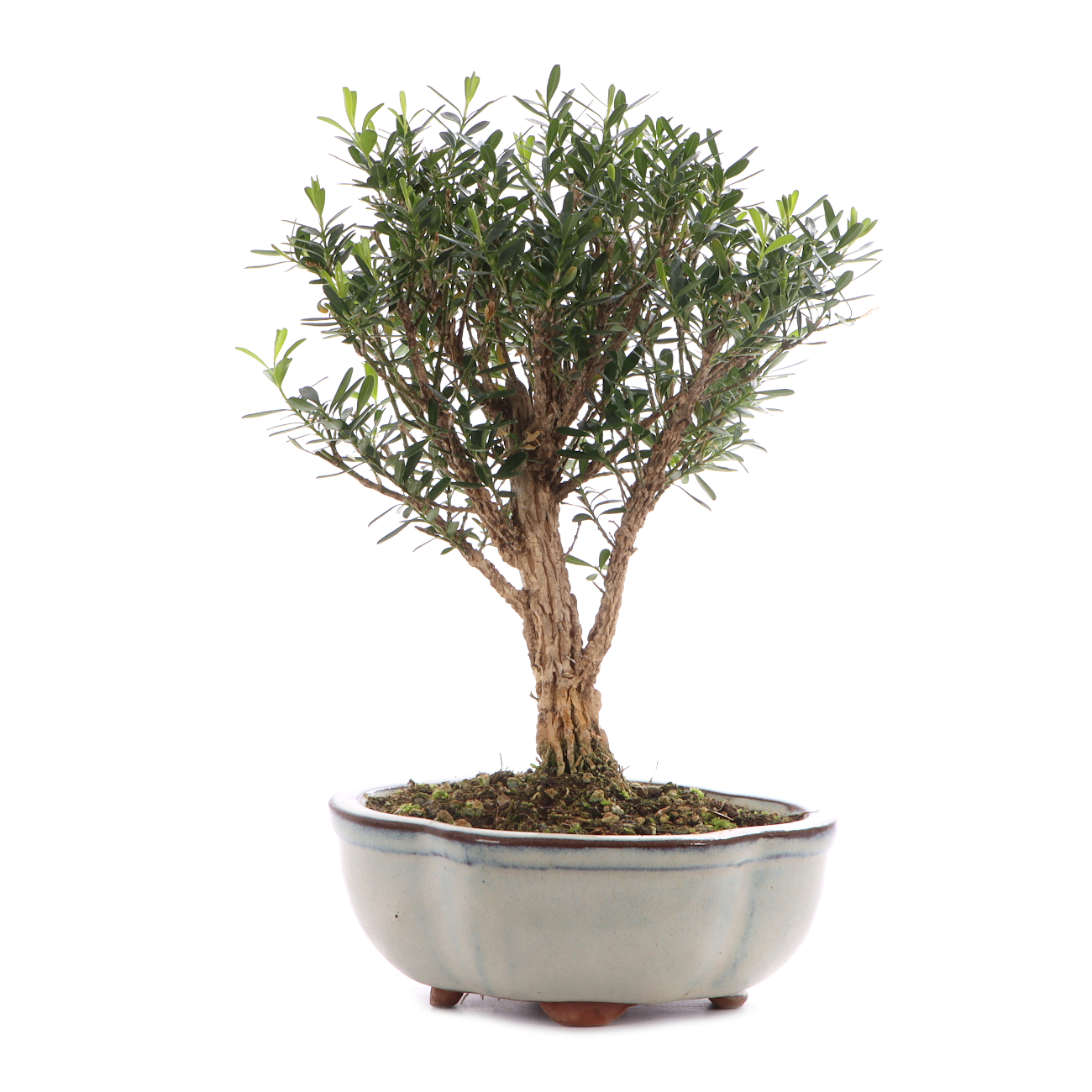 Buxus sinica var. sinica