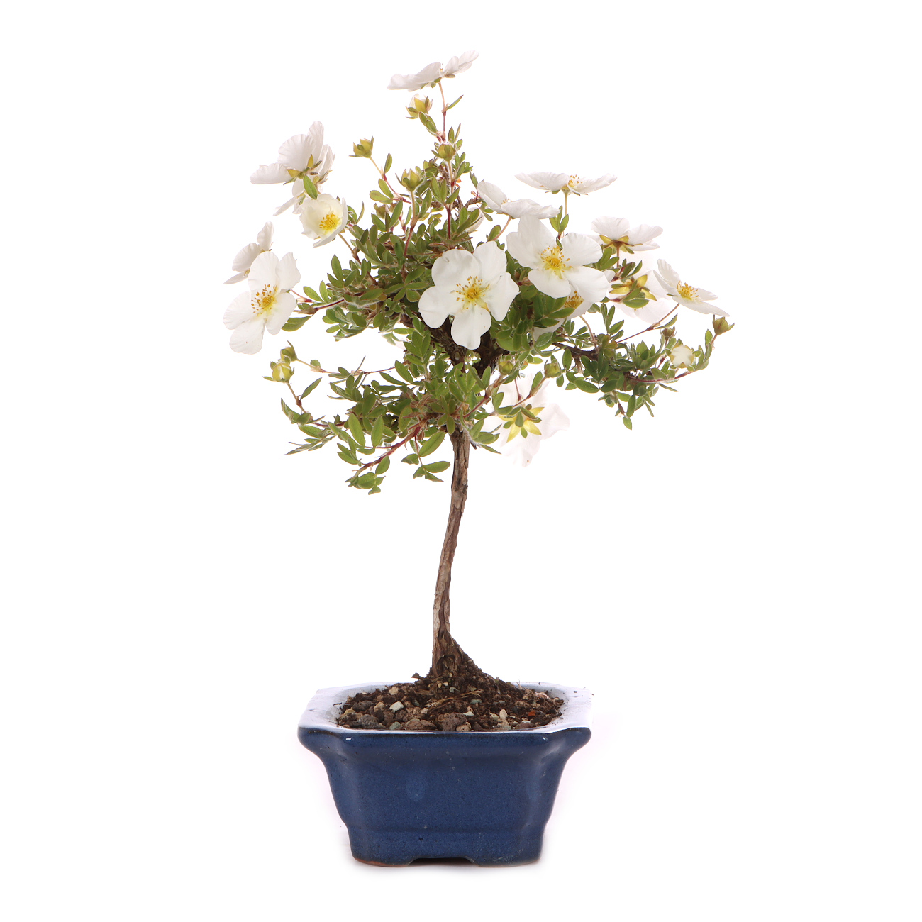 Potentilla fruticosa 'Abbotswood'