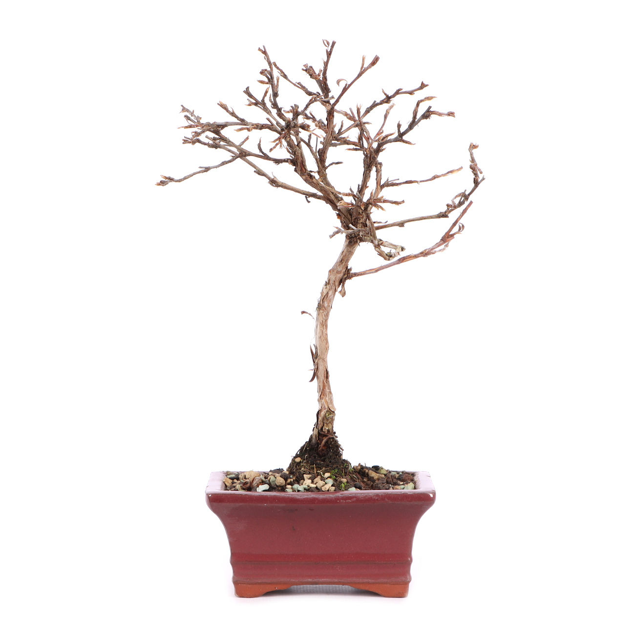 Potentilla fruticosa 'Goldteppich'