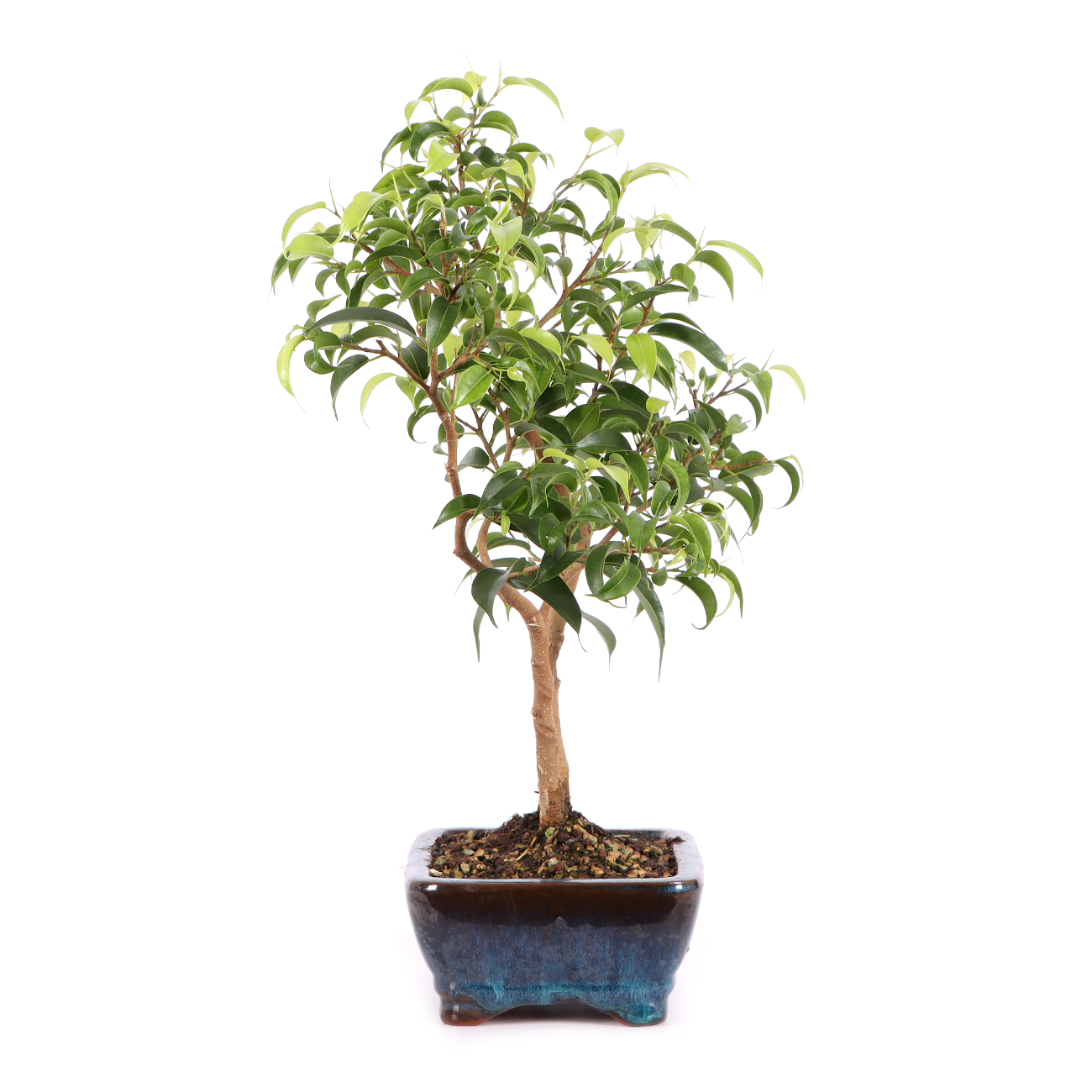 Ficus benjamina 'Natasja'