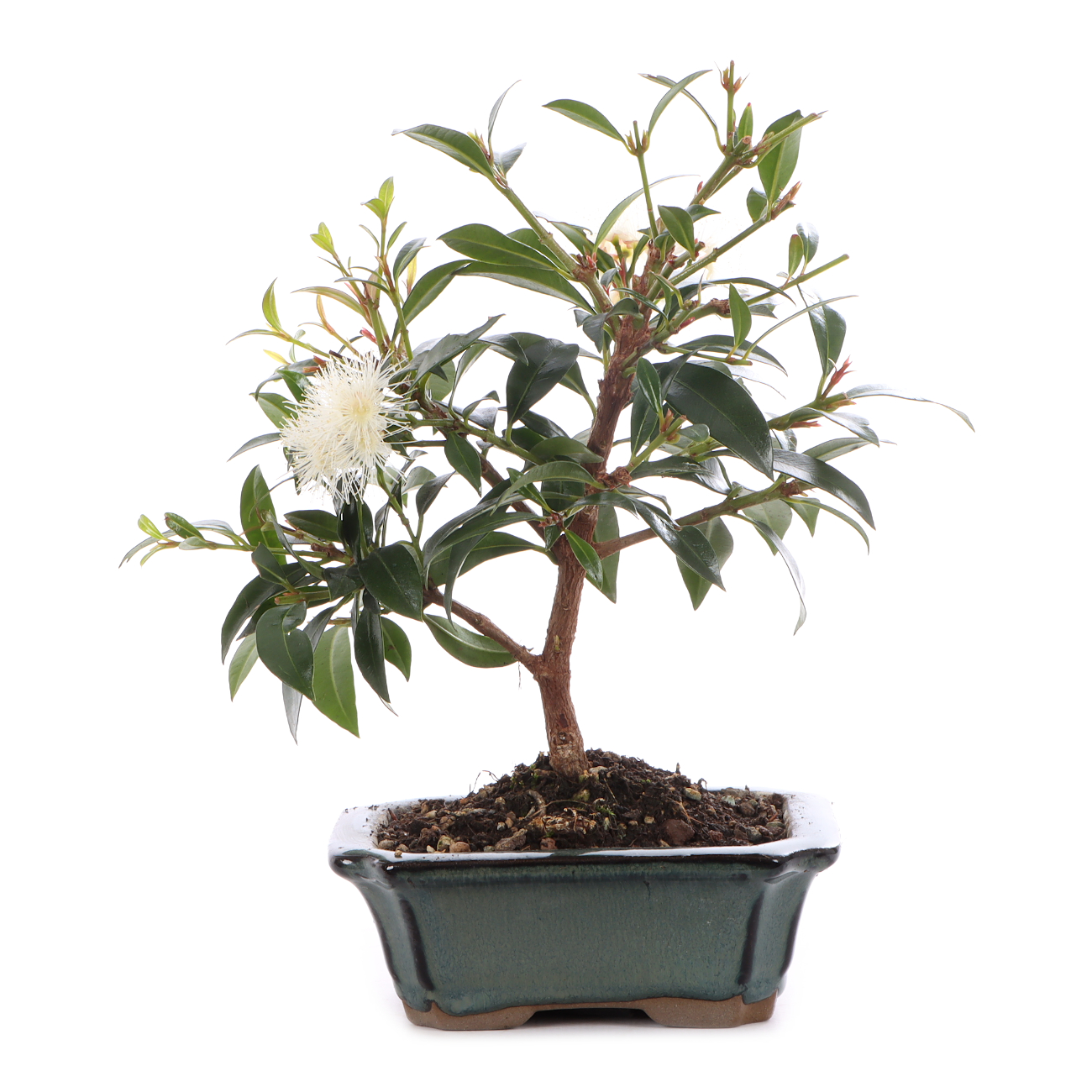Syzygium paniculatum