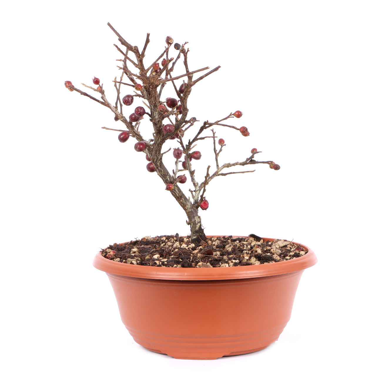 Cotoneaster praecox