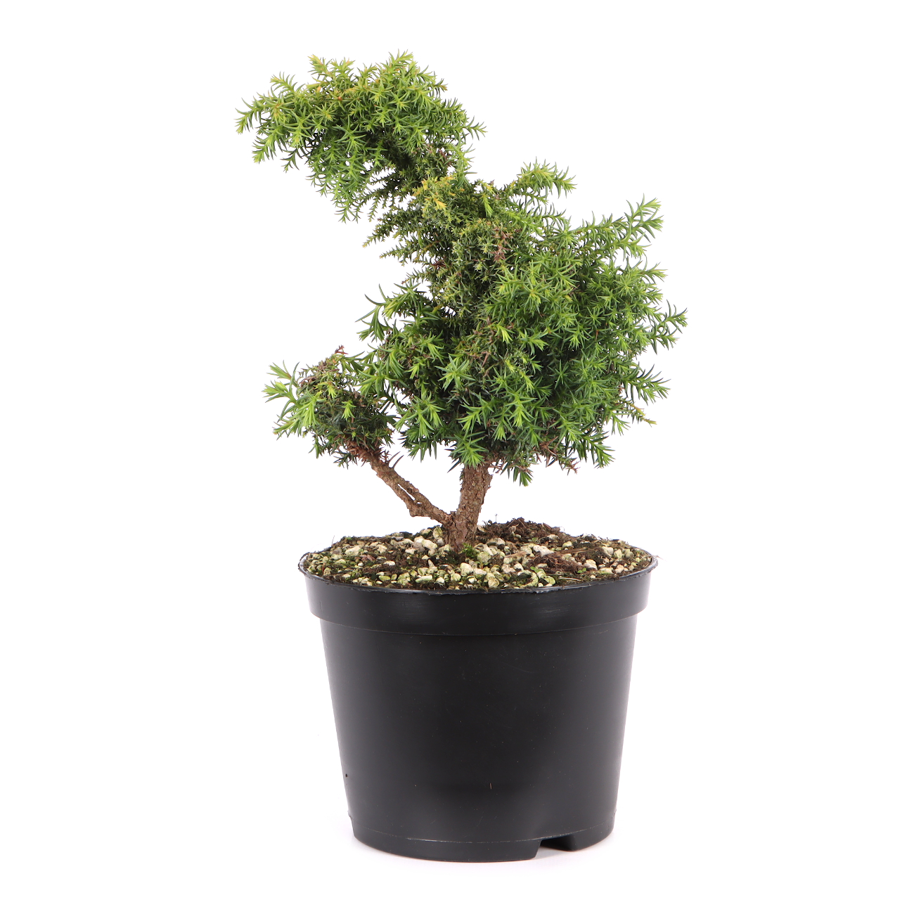 Cryptomeria japonica 'Yokohama'