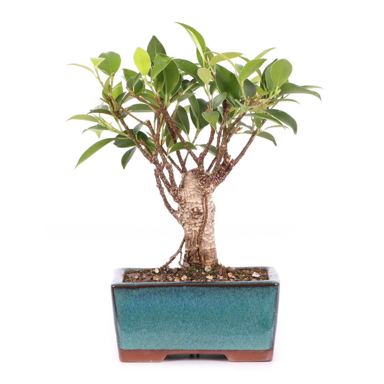 Ficus microcarpa 'Tiger Bark'