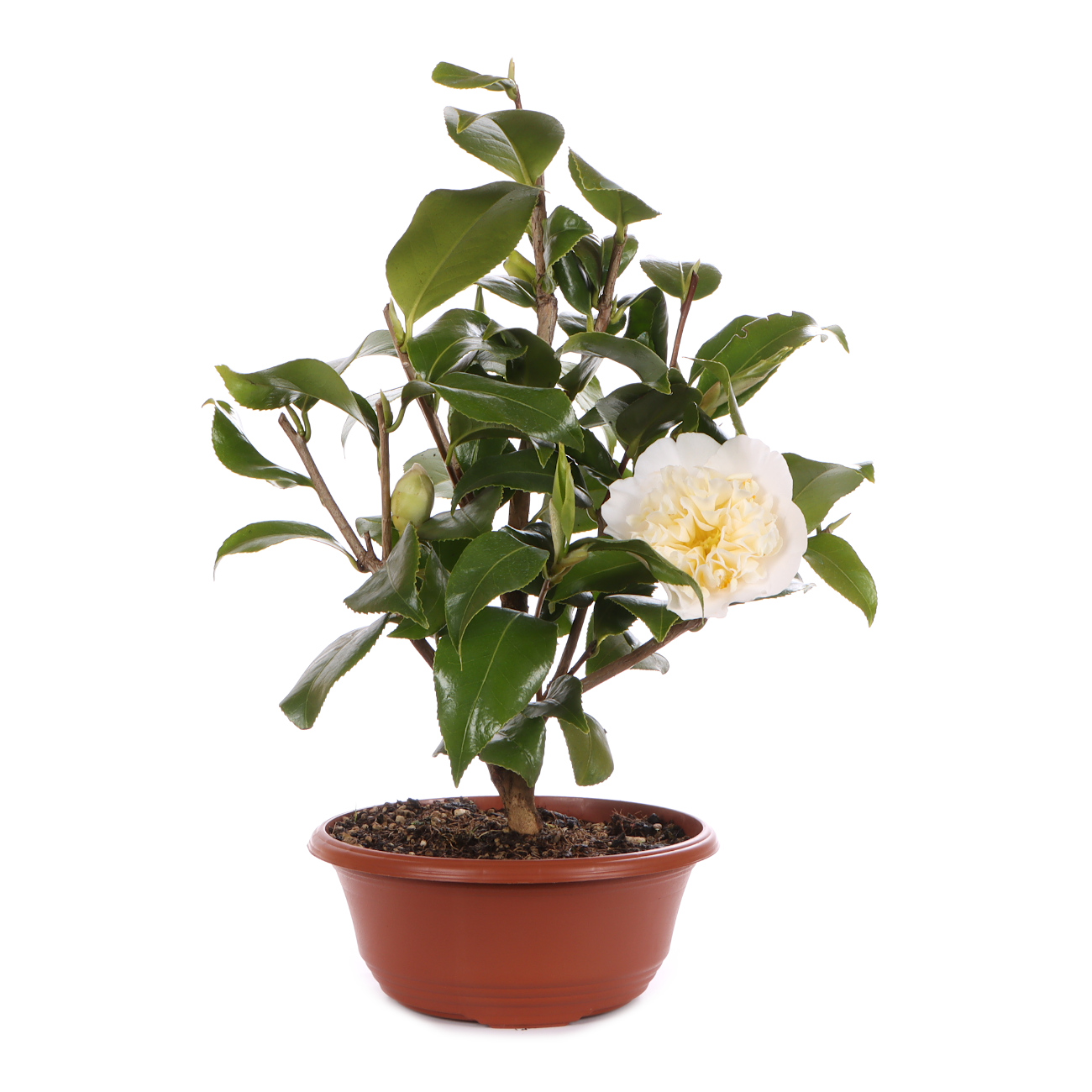 Seitenansicht rechts