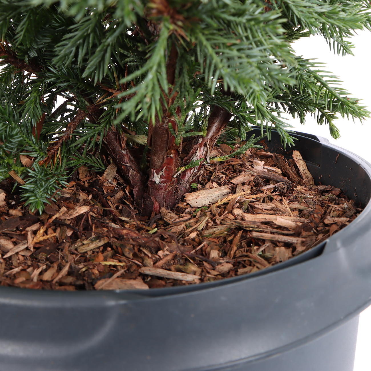 Juniperus chinensis 'Blaauw'