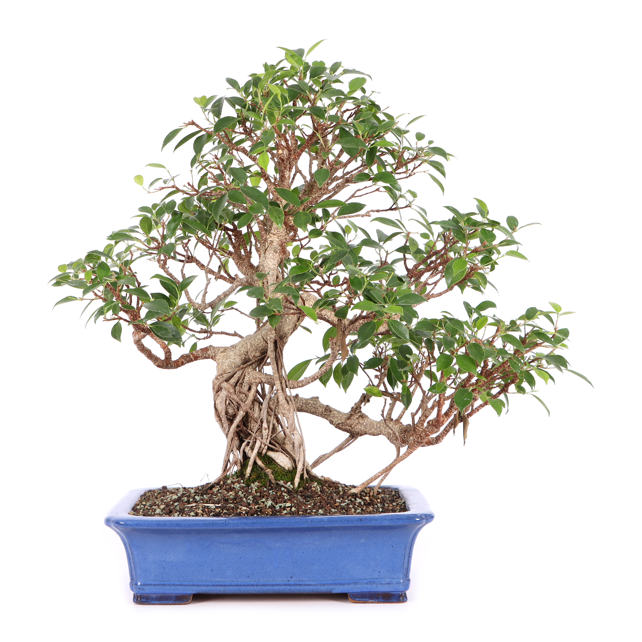 Ficus microcarpa 'Tiger Bark'