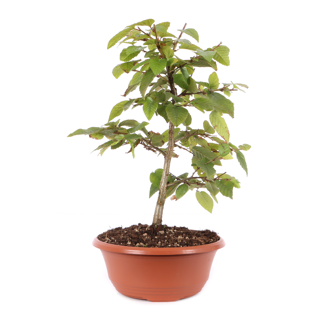 Carpinus turczaninowii