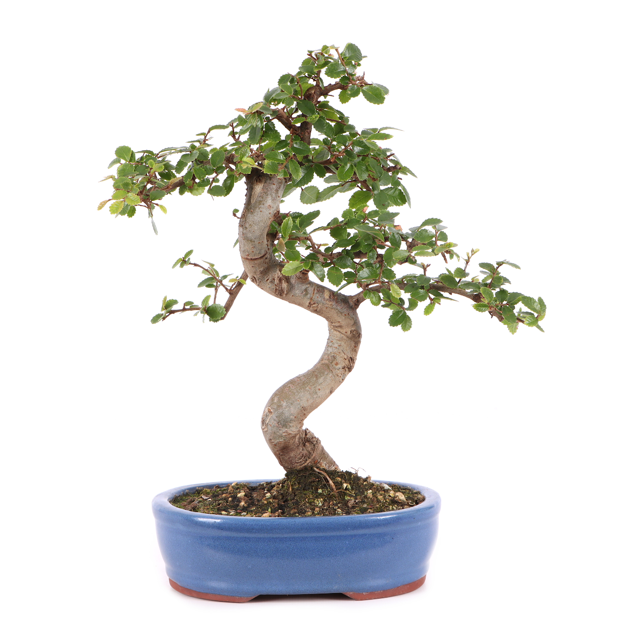 Ulmus parvifolia