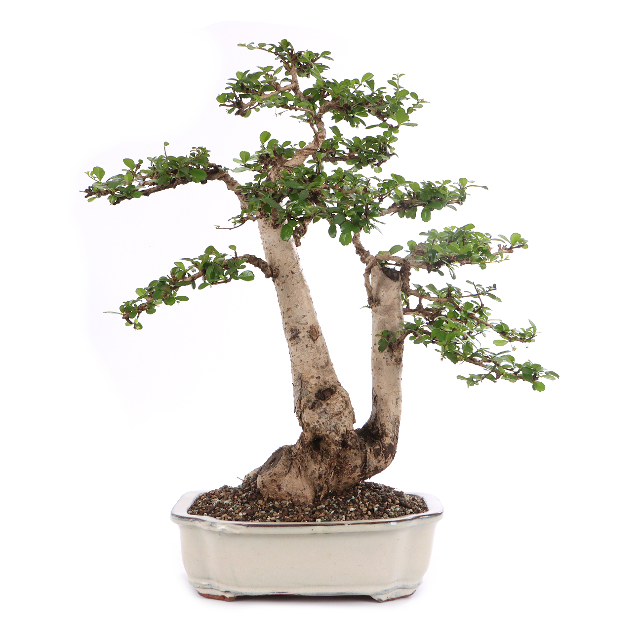 Carmona microphylla