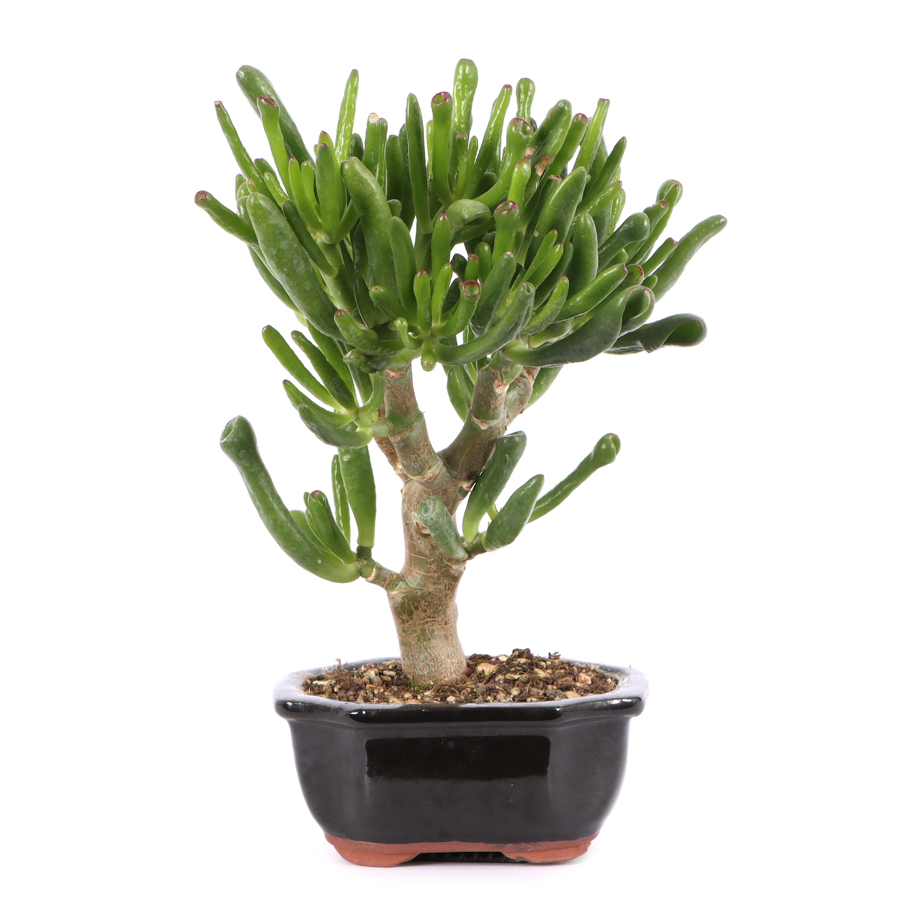 Crassula ovata 'Horn Tree'
