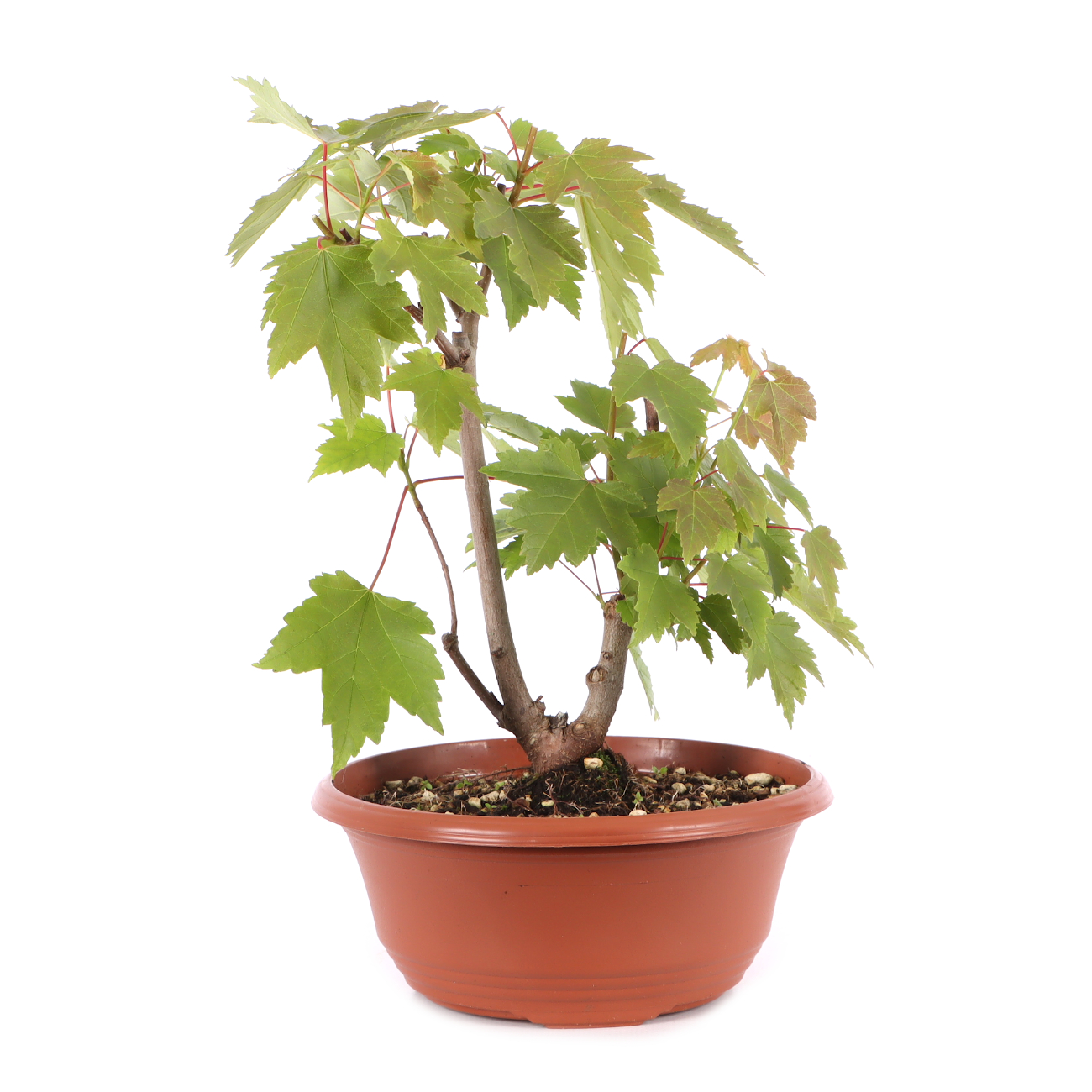 Acer rubrum 'October Glory'