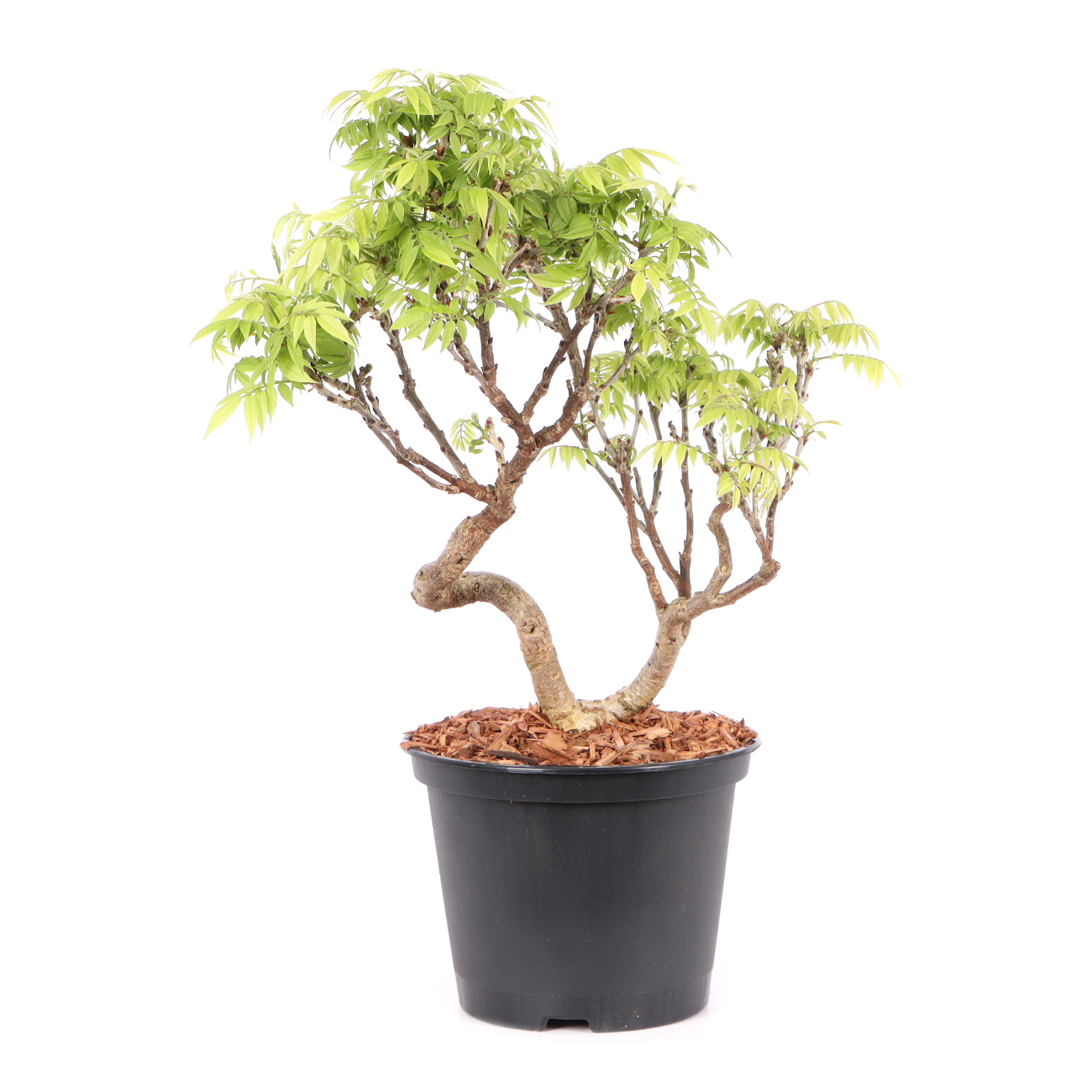 Millettia japonica 'Hime Fuji'