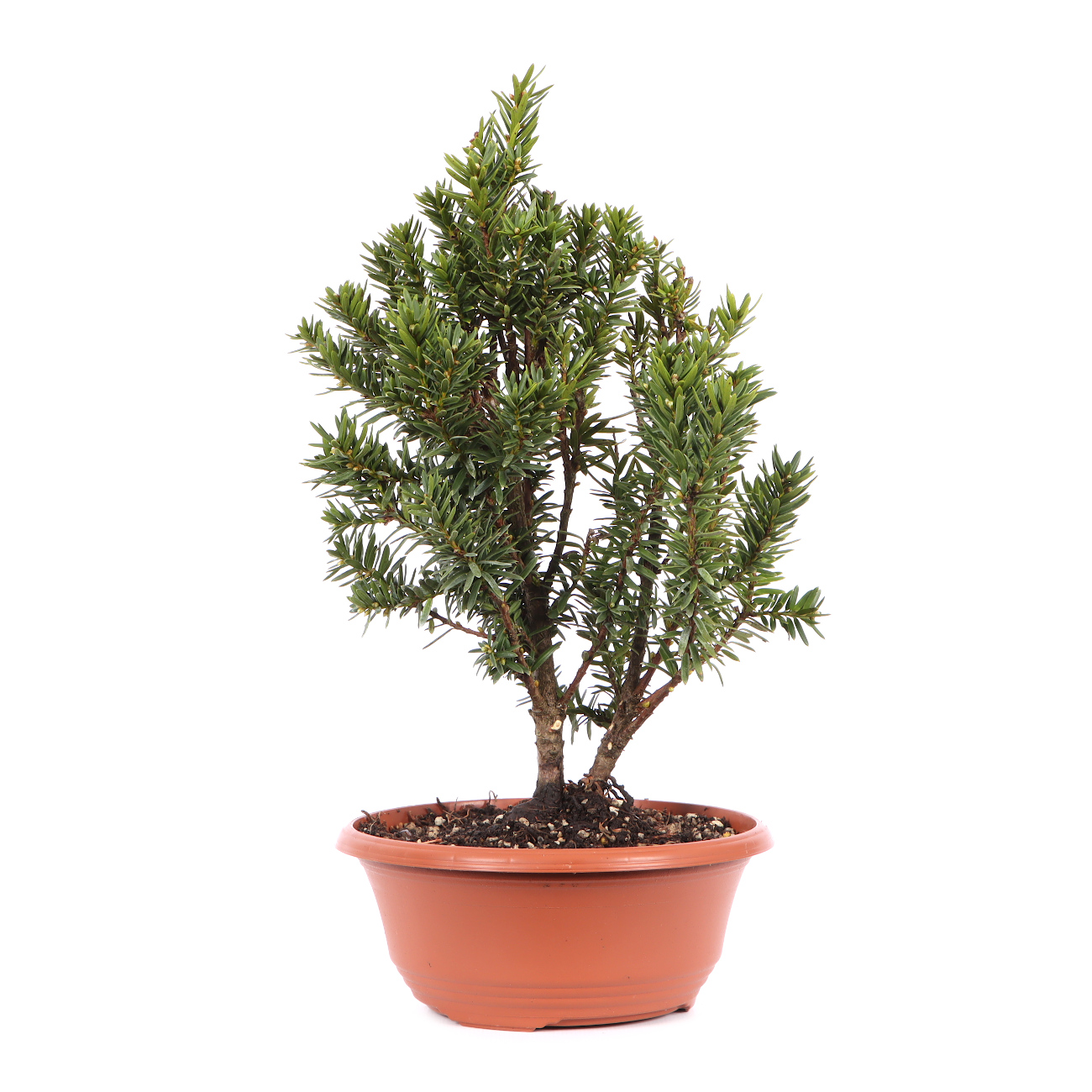 Taxus cuspidata 'Lescow'